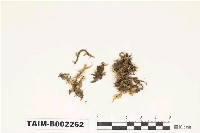 藏品(水灰苔屬 / 粗枝苔屬)的圖片